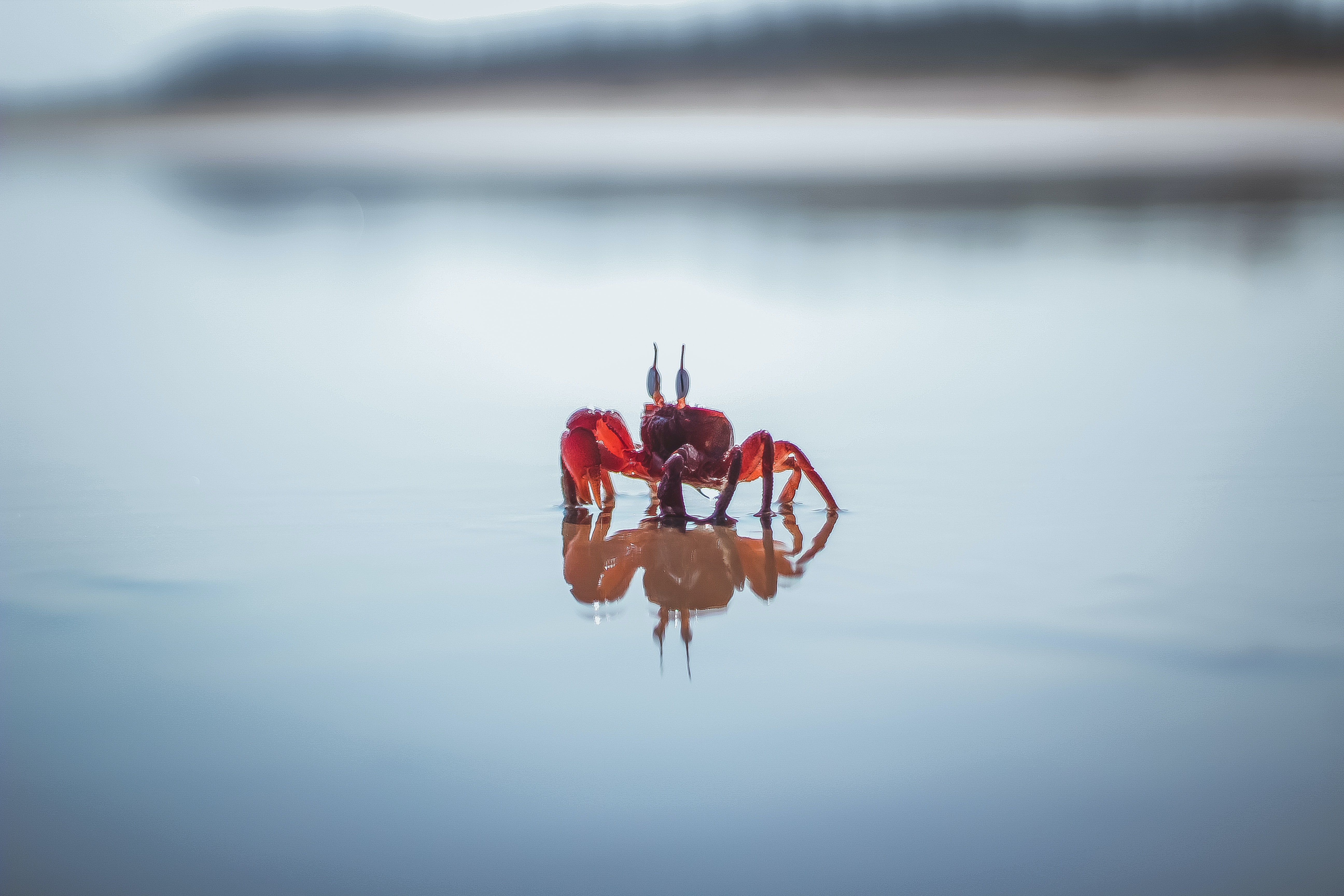 Photo of a Crab